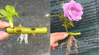 Instructions for cutting roses in a glass of water | How to plant rose branches