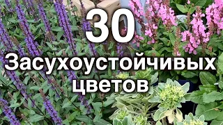 Засухоустойчивые цветы. 30 неприхотливых многолетников для сада.