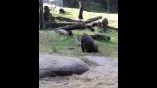 GORILLA VS CAT