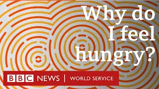 Why do I feel hungry? - BBC World Service