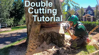 Double Cut Tutorial! How to fell a tree that's bigger than your bar.