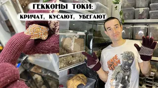 Мой опыт содержания гекконов токи