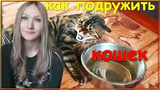 КАК ПОДРУЖИТЬ КОШЕК