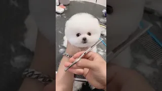 Cute 🥰 Pomeranian puppy bathing and haircut So cute ❤️ #Shorts