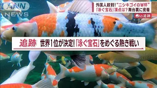 「泳ぐ宝石」ニシキゴイ　“世界一決定戦”で値段が10倍に？　外国人愛好家の熱き戦い【Jの追跡】(2023年3月4日)