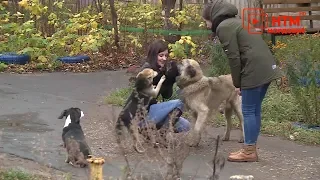 Зоозащитники Лямбиря бьют тревогу