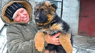 Щенки Немецкой овчарки 2 месяца. Puppies German Shepherd 2 month.