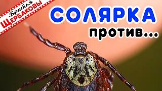 КЛЕЩИ и СОЛЯРКА… Кто кого? Тест на живых кровопийцах!