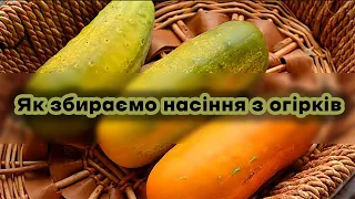 Як збираємо насіння з огірків