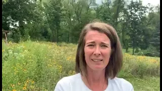 It Used to be Lawn, Now It's a Native Wildflower Meadow