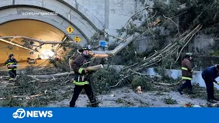 High winds send massive tree falling onto traffic on SF-Bay Bridge, damaging several cars