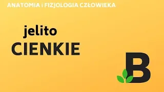 jelito cienkie - ANATOMIA i FIZJOLOGIA człowieka - KOREPETYCJE z BIOLOGII - 261