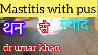 Mastitis with pus l थन से मवाद का उपचार l dr umar khan