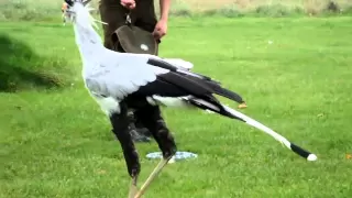 secretary bird chasing and killing a snake