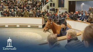 Tattersalls December Mare Sale 2022, Day 1 Review