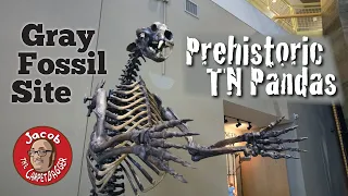 Prehistoric Tennessee Pandas at the Gray Fossil Site