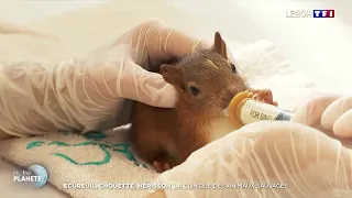 🐿️ Écureuils, chouettes, hérissons... Dans les coulisses d'une clinique qui sauve la faune sauvage !
