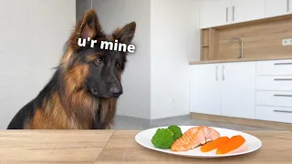 Leaving My Dogs Alone with a Tasty Salmon Steak