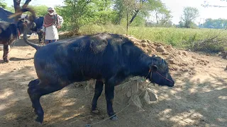 Murrah Bull 🐂🐂 Alwar//Murrah bull Alwar