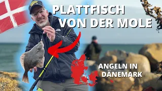Plattfischangeln an der Ostsee in Dänemark - so fängst du Scholle, Kliesche und Flunder von der Mole