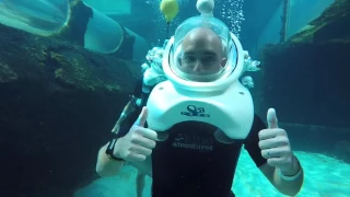 Reef Atlantis Shark Walk Bahamas