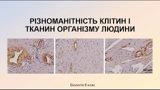 Біологія людини. Різноманітність клітин і тканин організму людини