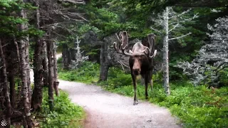 Giant moose surprises hikers on Canadian forest trail | Wild Animal Encounters