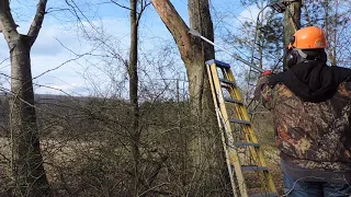 Cutting Tree Branches Without Getting Injured