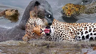 The Miraculous Triumph Of An Otter Over A Leopard and Crocodile! Let's See How They Do？