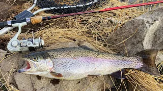 RAINBOW TROUT CATCH & COOK!!