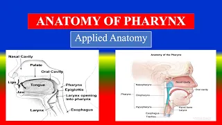 ANATOMY OF PHARYNX - - Respiratory System - Applied anatomy  for Nursing