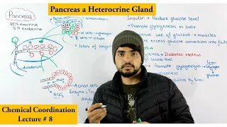 Pancreas structure and Function