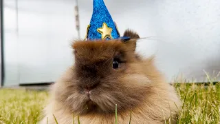 i put tiny hats on my silly little pet rabbit and reviewed them