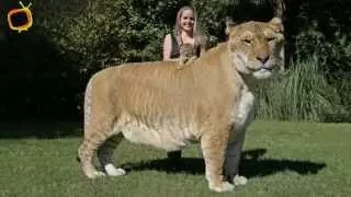 50 BIGGEST Animal EVER In THe World