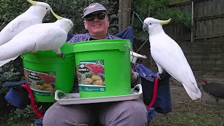 Bobbing in seed buckets by wild cockatoos