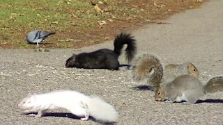 MEOW! Video for Cats to Watch, Squirrels,Rabbits,Pigeons,Chipmunks,