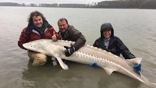 Ловля белого осетра от 1 метра до 2 метра 50 150 кг см Канада часть 2