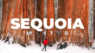 SEQUOIA National Park in Winter