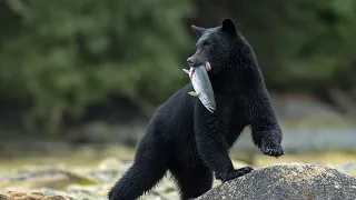 БАРИБАЛ: Черный или белый американский медведь? Интересные факты про медведей и животных