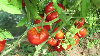 Обзор урожайных сортов помидоров Кострома и Надежда в первой декаде августа