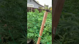 Outdoor cannabis