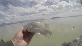 Chasing the next bite! White Bass Edition