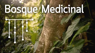 CONOCER LA AMAZONÍA - Bosque Medicinal