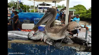 Fish Market on Galapagos Islands.