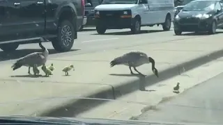 Geese Protect Babies From Good Samaritan - 990568