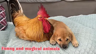 So funny and cute🤣! The rooster wants to make friends with the puppy and the puppy is surprised