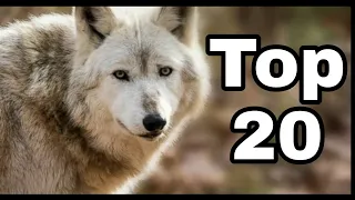 Top 20 Beautiful Wolf Backgrounds