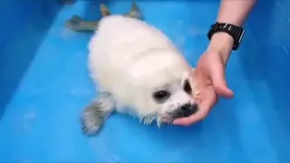 Baby Seal Learns To Swim /CUTE!!