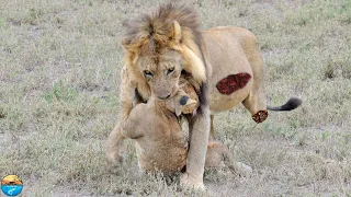 Hungry Lion Attack and Eat Their Own Kind