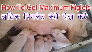 How to get Maximum piglets